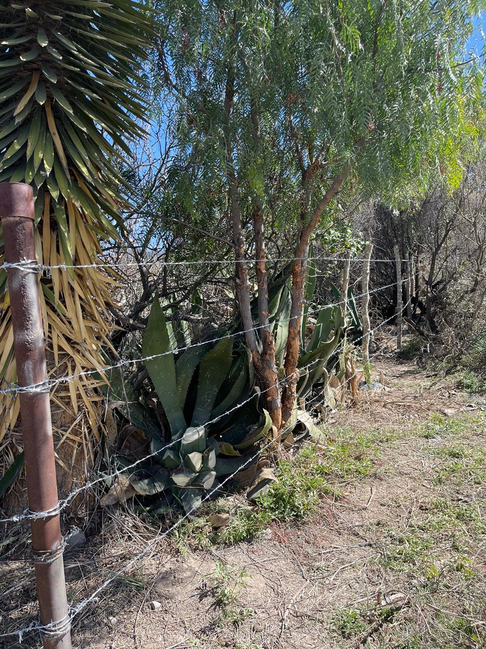 Detalle de alambre de púas galvanizado